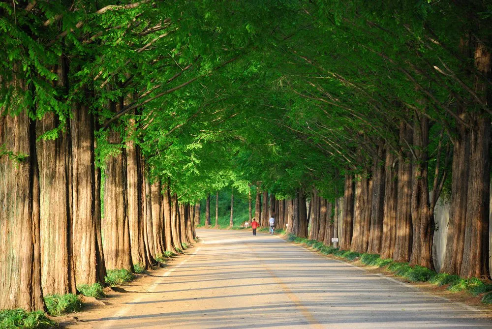 metasequoia road