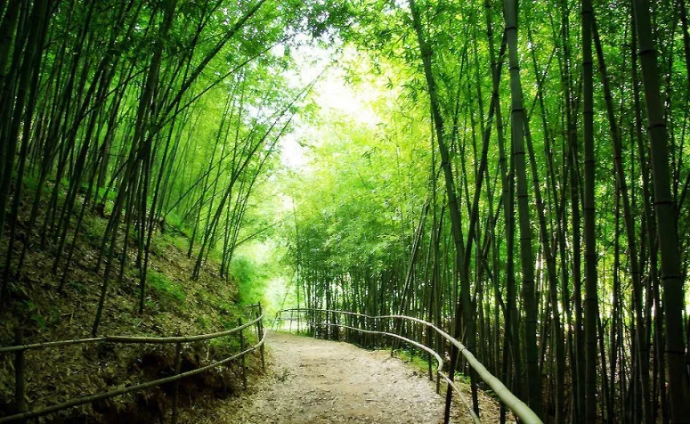 the jungnogwon bamboo forest