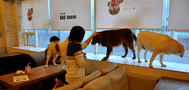 bau house dog cafe 02