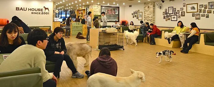 bau house dog cafe