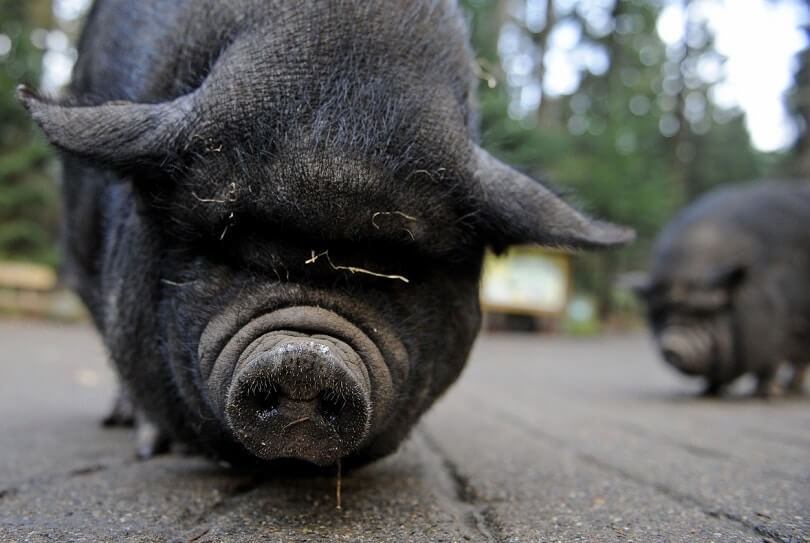 cochon