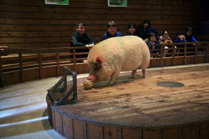 cochon