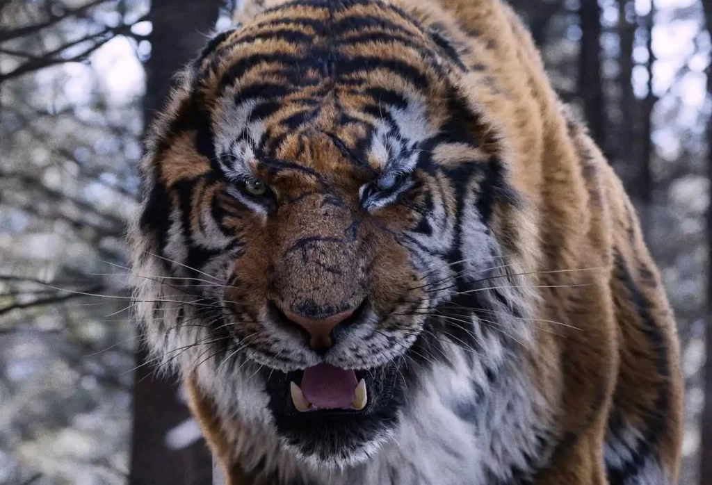 the tiger tigre defigure