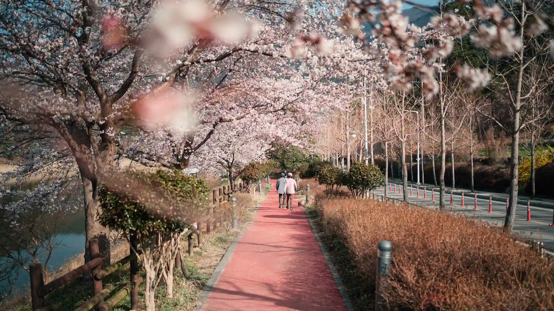 Quand partir en Corée du Sud: la meilleure période ? - K.OWLS