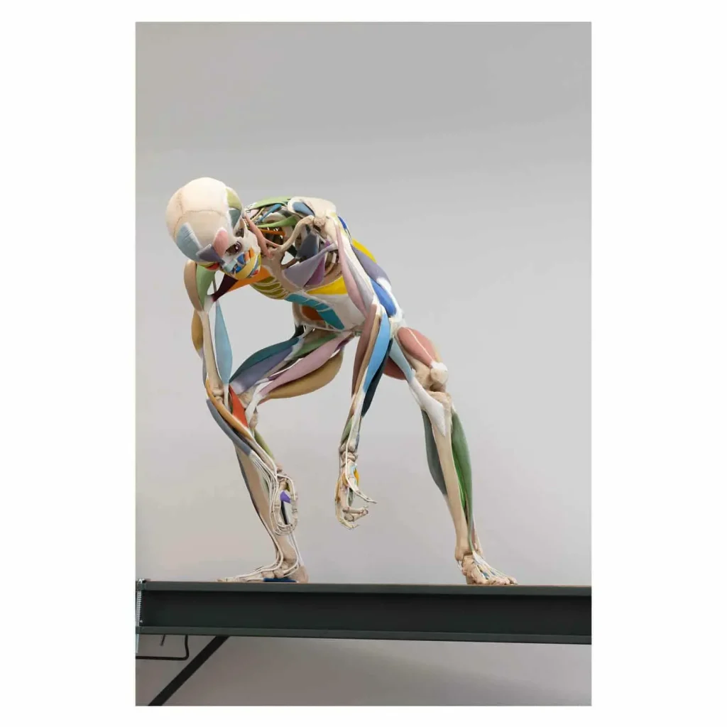 choi xooang écorché